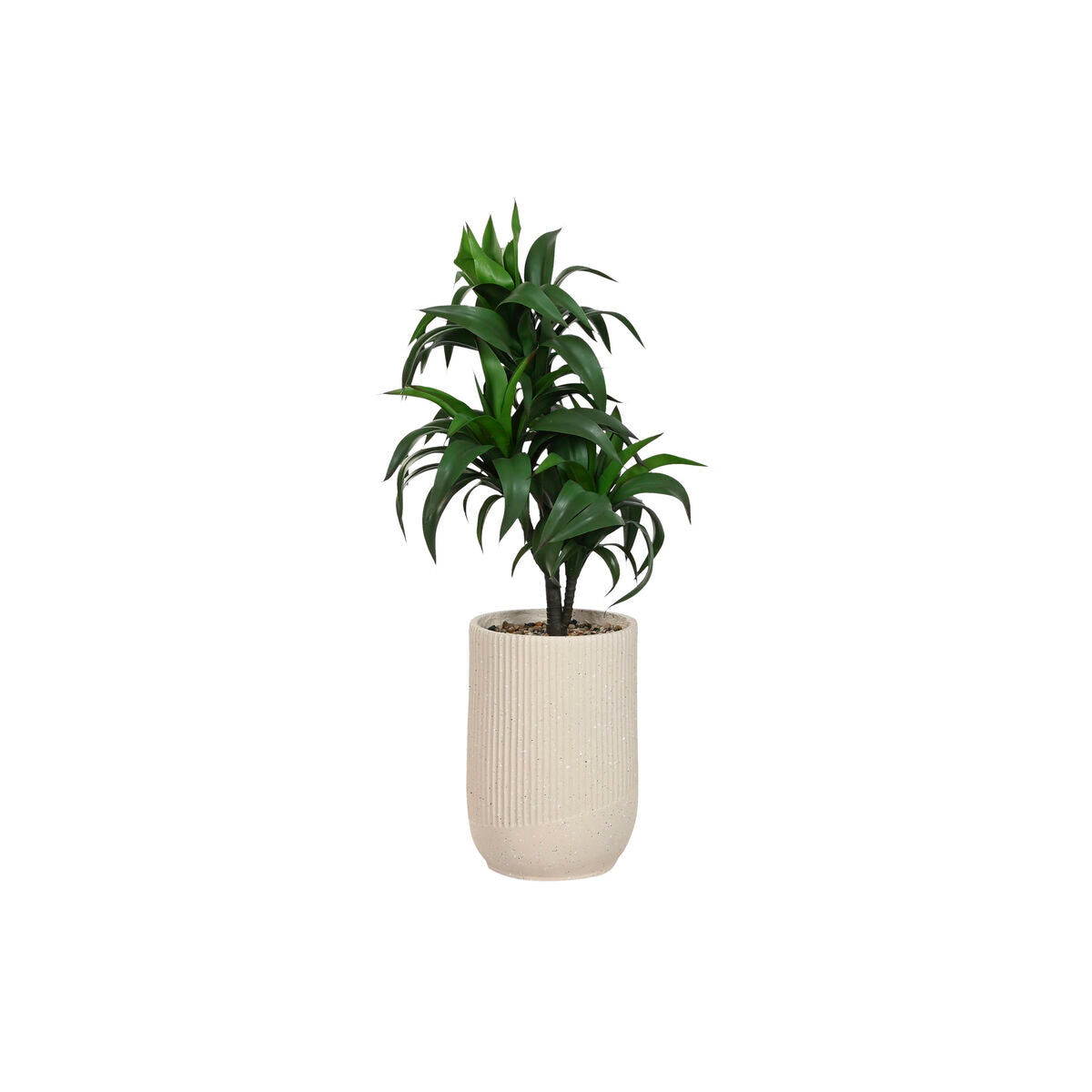 Plantas
